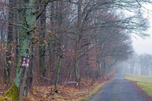 Wanderweg in Flammersbach - (c) R Plock.jpg